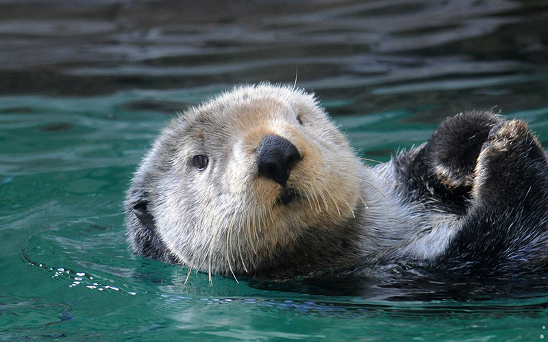 otter_800x500 otter_800x500